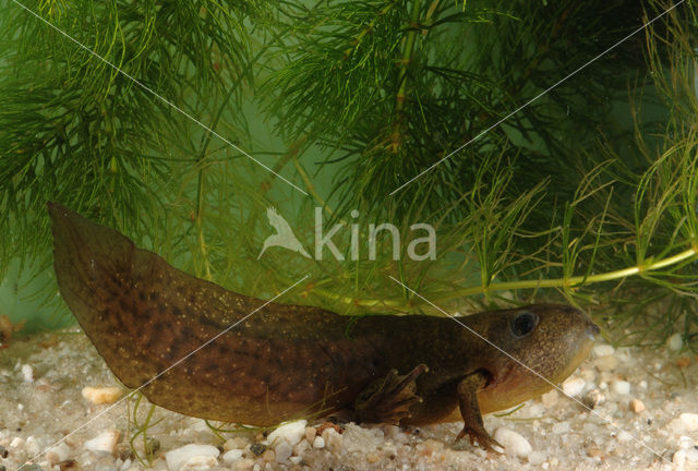 Common Spadefoot Toad (Pelobates fuscus)