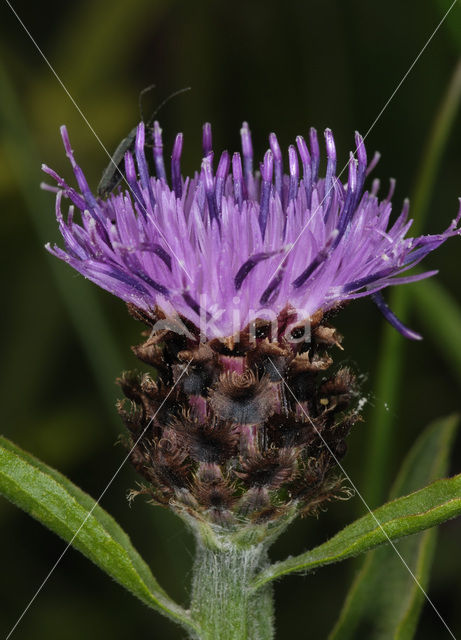Brown Knapweed (Centaurea jacea)