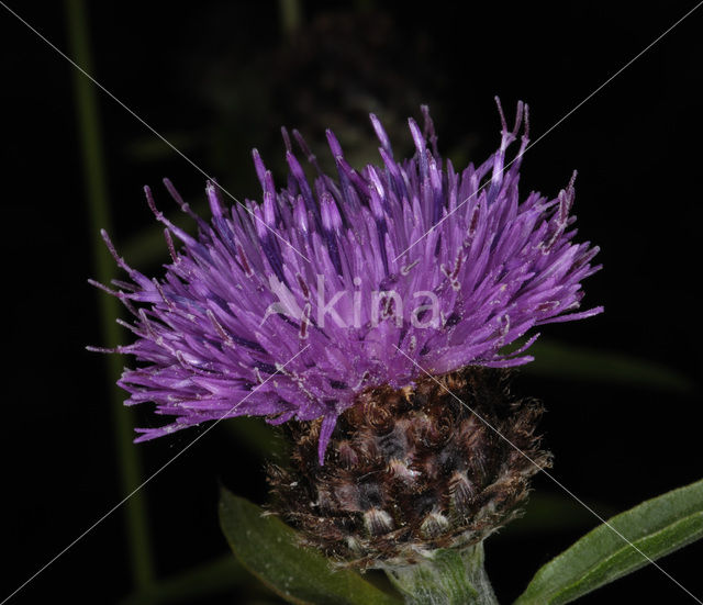 Brown Knapweed (Centaurea jacea)