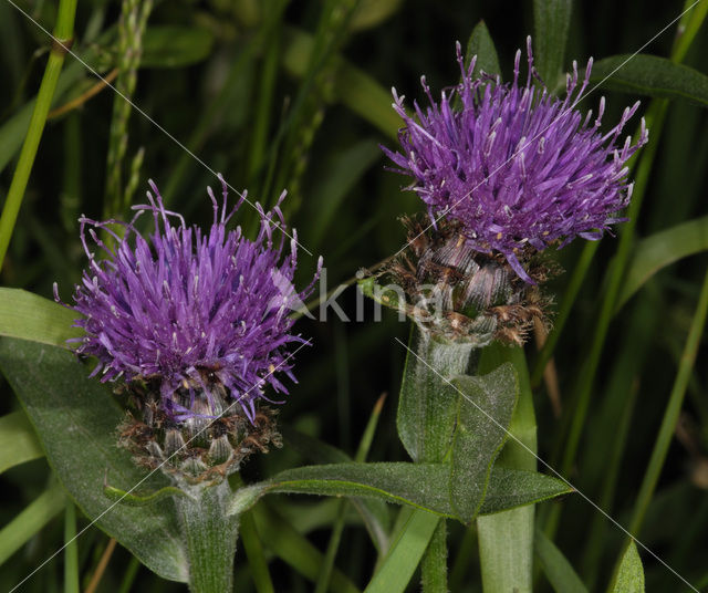 Brown Knapweed (Centaurea jacea)