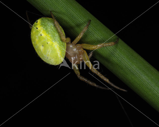 Cucumber spider (Araniella spec.)
