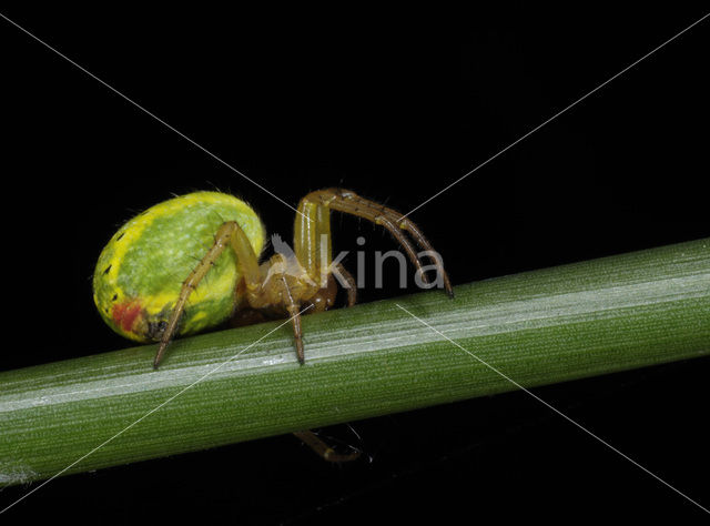 Cucumber spider (Araniella spec.)