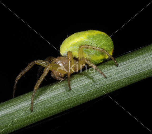 Cucumber spider (Araniella spec.)