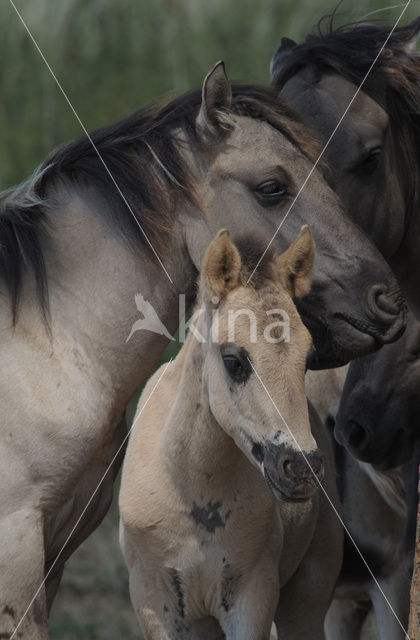 Konik horse  (Equus spp)