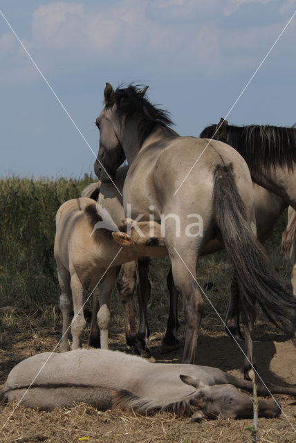 Konik horse  (Equus spp)