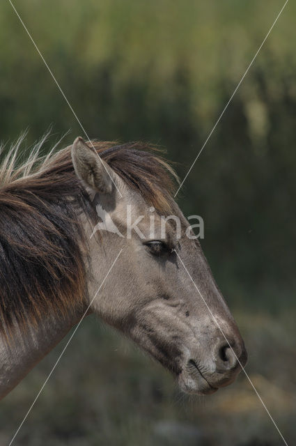 Konik horse  (Equus spp)