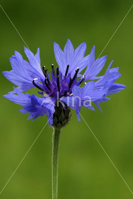 Korenbloem (Centaurea cyanus)