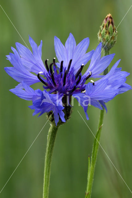 Korenbloem (Centaurea cyanus)