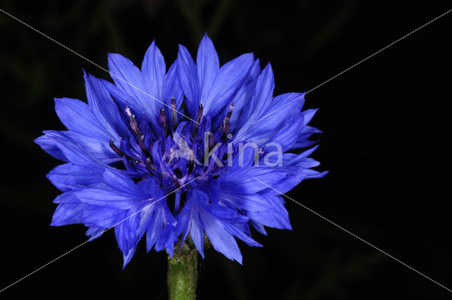 Korenbloem (Centaurea cyanus)