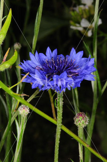 Cornflower (Centaurea cyanus)