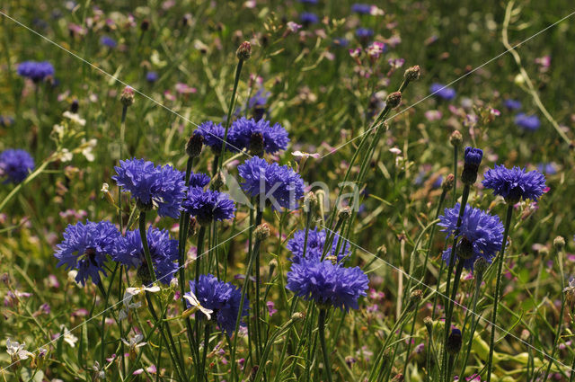 Cornflower (Centaurea cyanus)