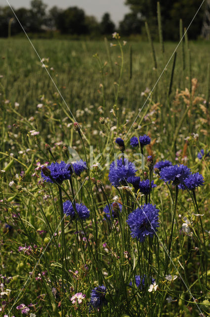 Cornflower (Centaurea cyanus)