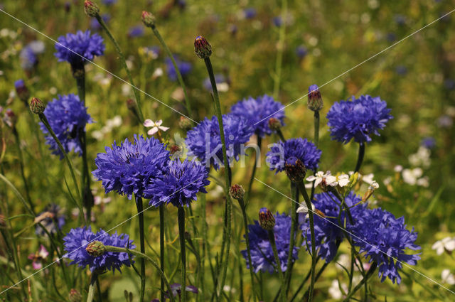 Korenbloem (Centaurea cyanus)