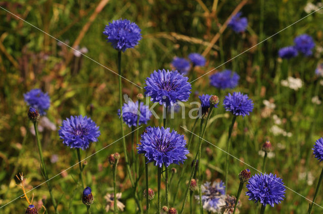 Cornflower (Centaurea cyanus)