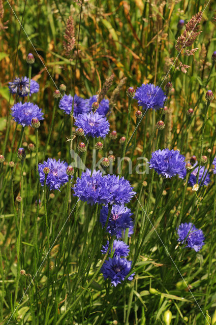 Korenbloem (Centaurea cyanus)