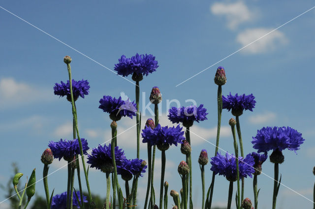 Cornflower (Centaurea cyanus)