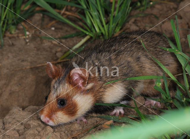 Korenwolf (Cricetus cricetus)