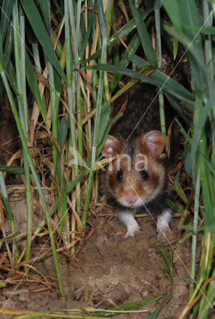 black-bellied hamster (Cricetus cricetus)