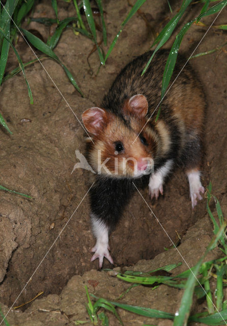 black-bellied hamster (Cricetus cricetus)