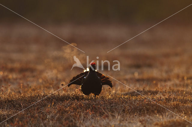 Black Grouse (Tetrao tetrix)