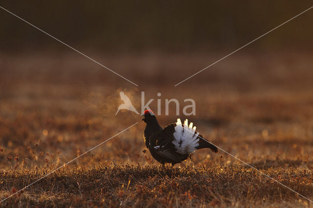 Black Grouse (Tetrao tetrix)