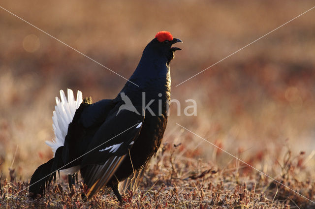 Black Grouse (Tetrao tetrix)