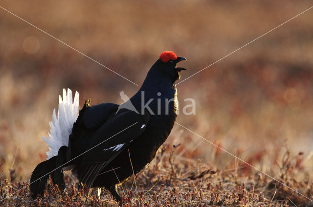 Black Grouse (Tetrao tetrix)