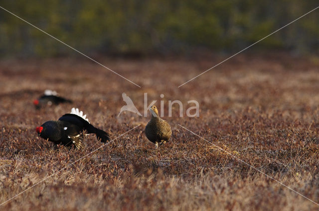 Black Grouse (Tetrao tetrix)