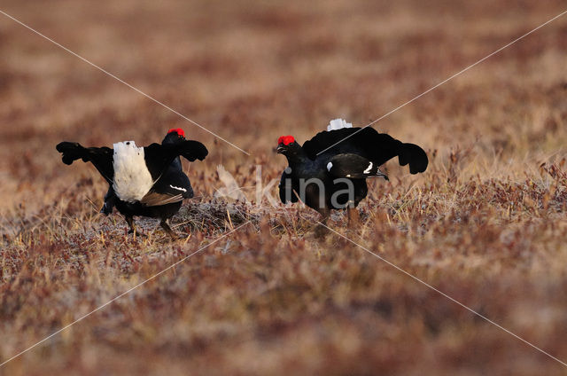 Black Grouse (Tetrao tetrix)