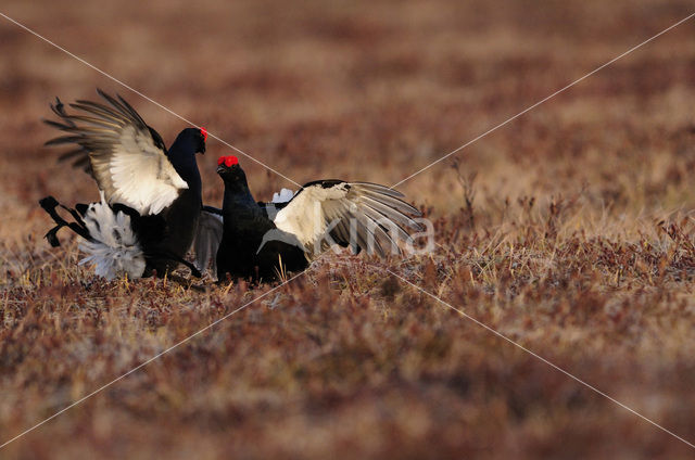 Black Grouse (Tetrao tetrix)