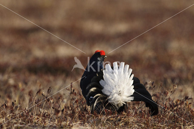 Black Grouse (Tetrao tetrix)