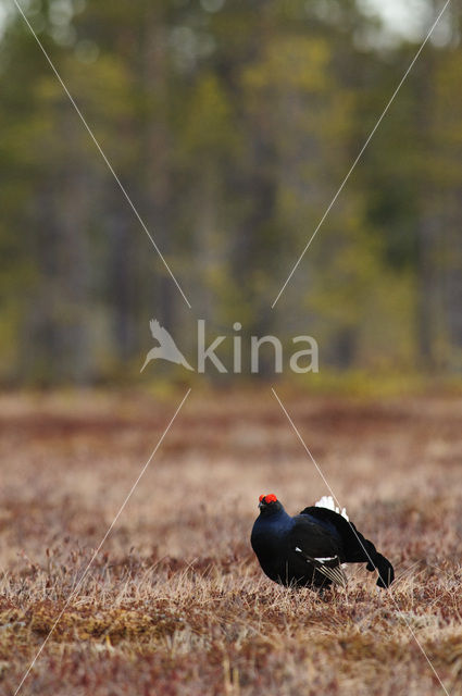 Black Grouse (Tetrao tetrix)