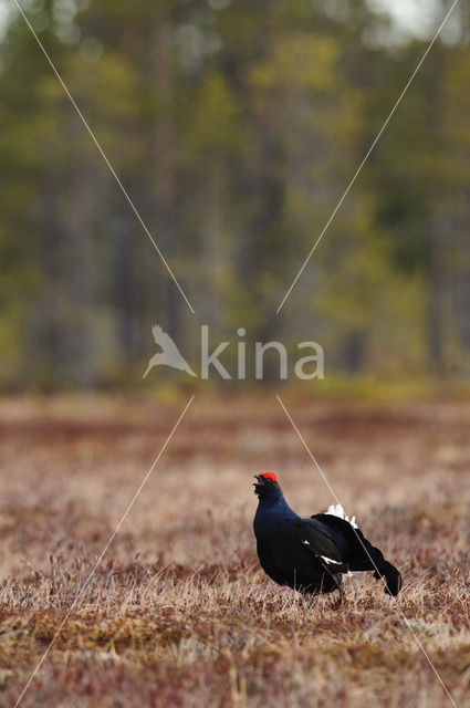 Black Grouse (Tetrao tetrix)