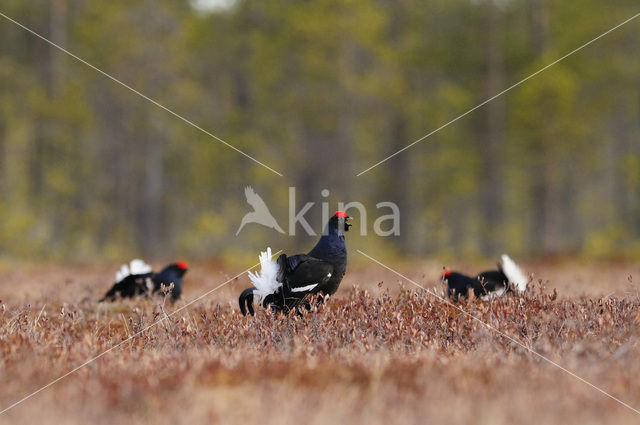 Black Grouse (Tetrao tetrix)