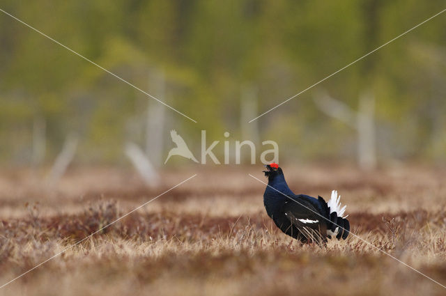 Black Grouse (Tetrao tetrix)