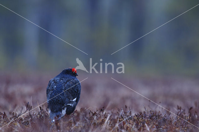 Black Grouse (Tetrao tetrix)