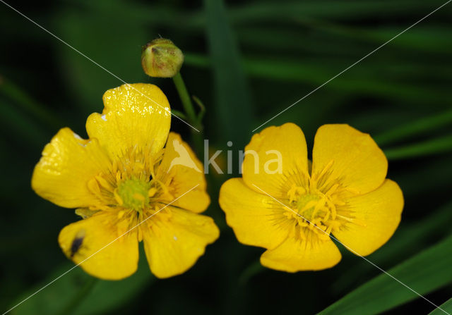 Kruipende boterbloem (Ranunculus repens)