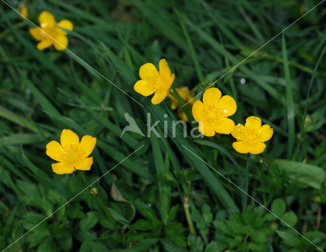 Kruipende boterbloem (Ranunculus repens)