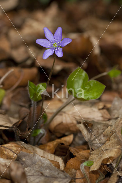 Liverwort (Anemone hepatica)