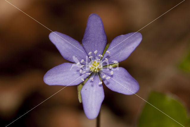 Liverwort (Anemone hepatica)