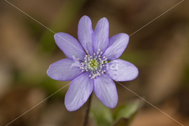Liverwort (Anemone hepatica)