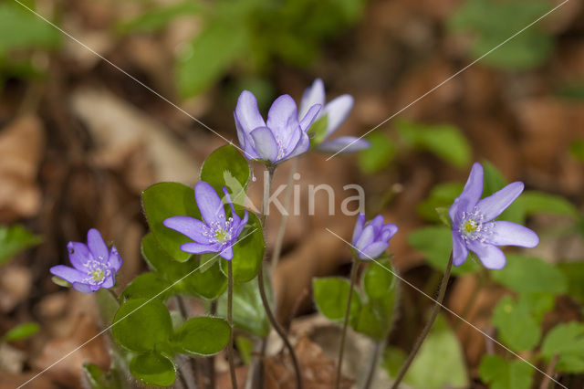 Liverwort (Anemone hepatica)