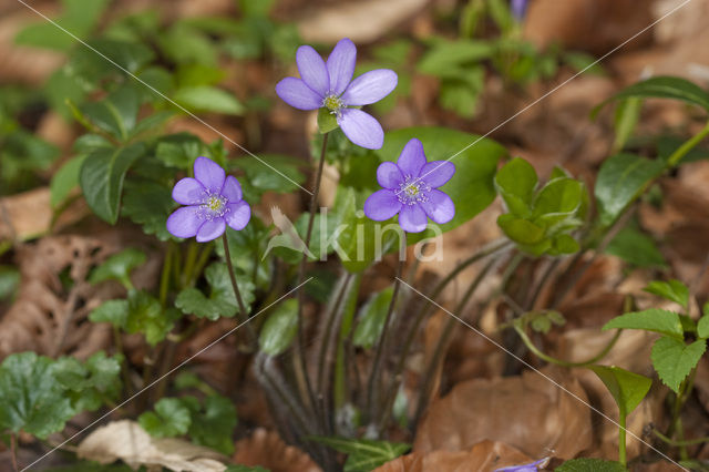 Liverwort (Anemone hepatica)