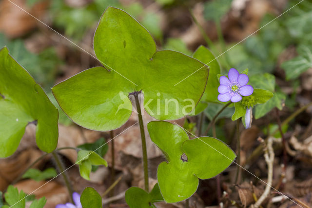 Round-lobed Hepatica (Hepatica nobilis)