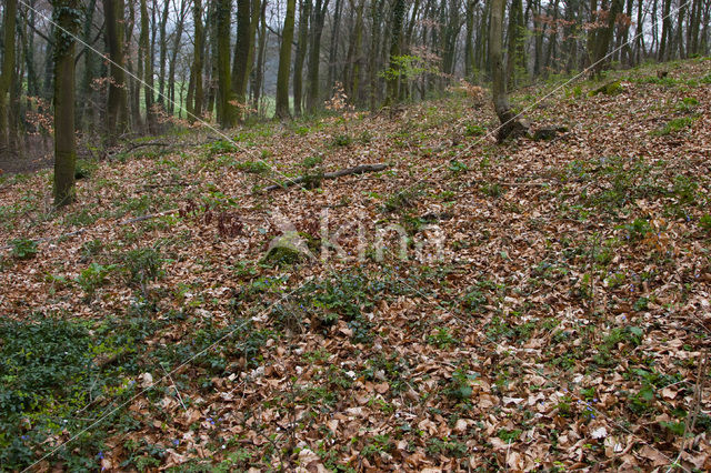 Round-lobed Hepatica (Hepatica nobilis)