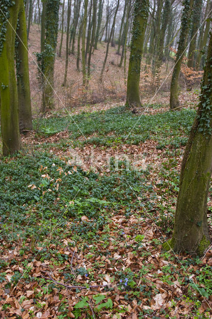 Round-lobed Hepatica (Hepatica nobilis)