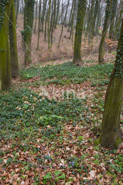 Leverbloempje (Hepatica nobilis)