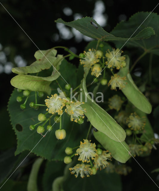 Linde (Tilia)