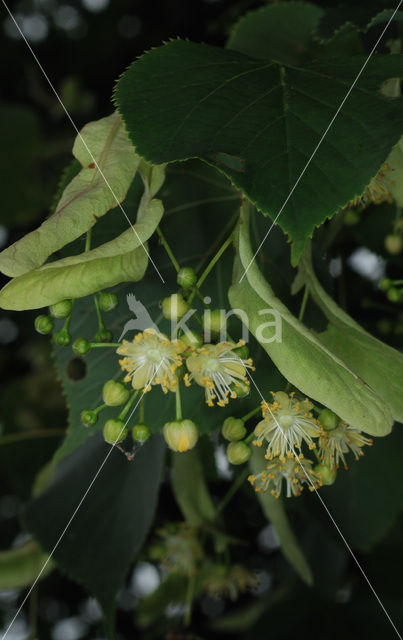 Lime (Tilia)