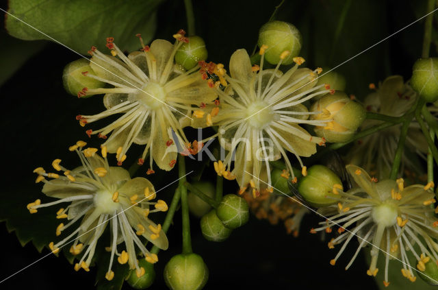 Linde (Tilia)